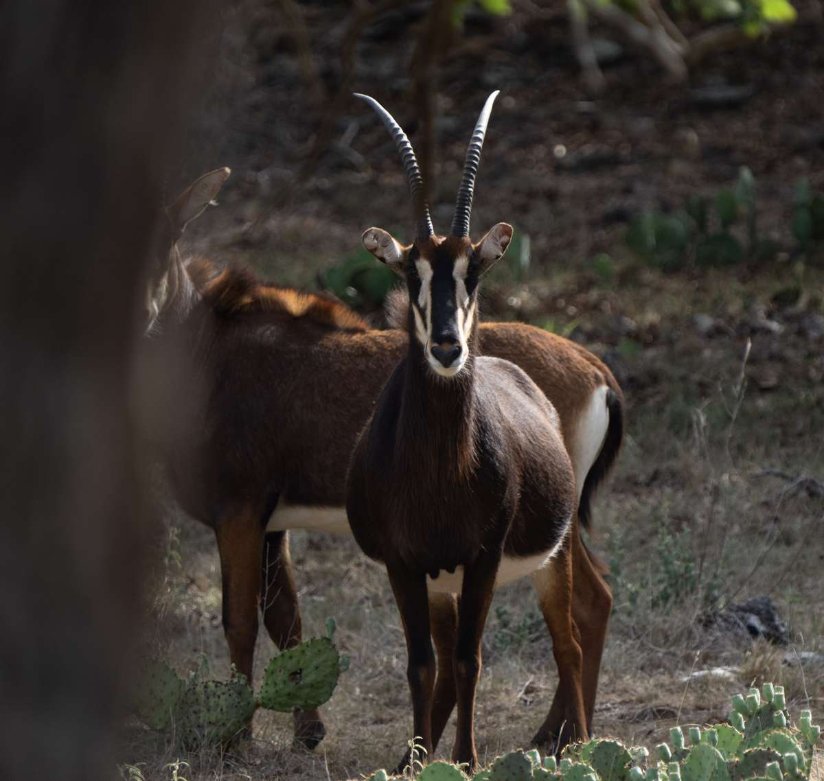Guided Activities Game viewing at Greystone Castle in Texas