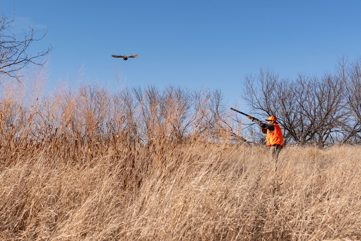 Hunting Opportunities A hunter aiming down the barrel at a flushed pheasant in Texas